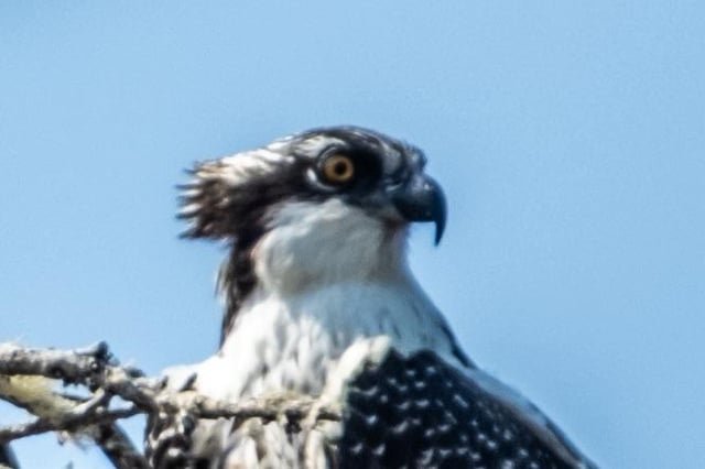 I found the Seahawks logo out in the wild yesterday
