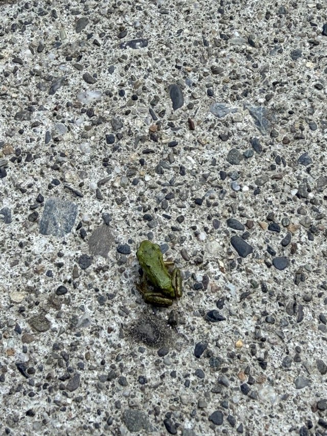 Found the tiniest little frog ever