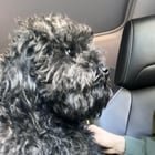 Found Dog at 16th Ave E and E Aloha Street