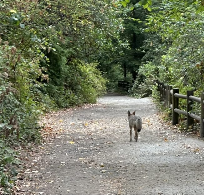 COYOTES: Sightings from Lincoln Park to Gatewood to Seola