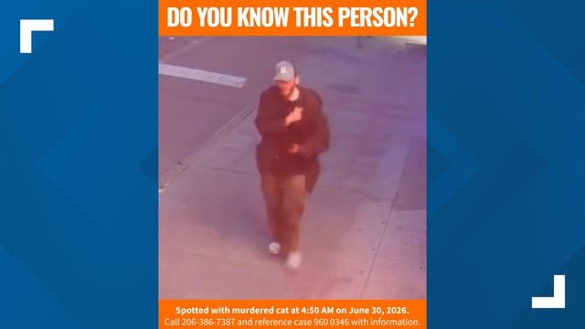 Update: $10,000 reward offered for suspect in Seattle cat abduction and killing
