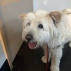 Found Dog at Green Lake near fields/swimming pool
