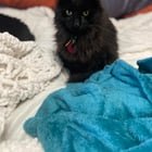 Lost Cat: All black domestic long haired
