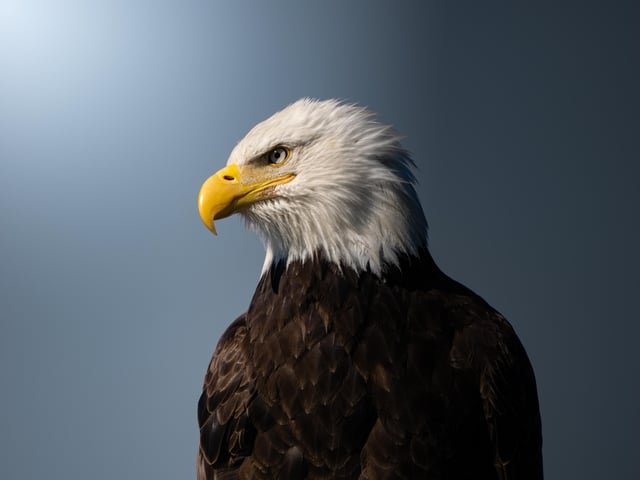 Bald Eagle, just to change the pace.