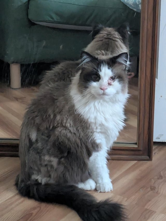 missing cat – Eastlake area