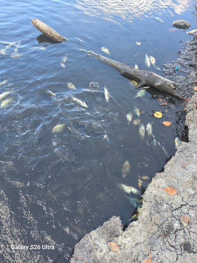 Hundreds of fish dead in Kent lake after aquatic pesticide treatment; WA Ecology and WSDA investigating