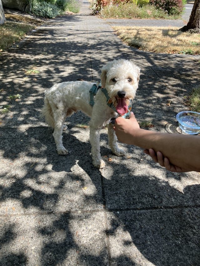 Lost Your Dog? (Green Lake/Woodland Park)