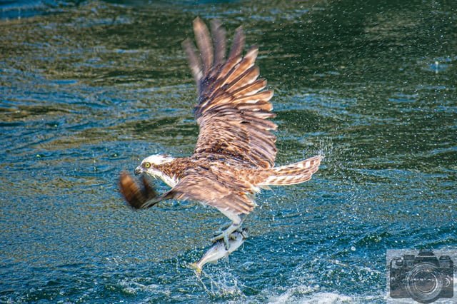 Osprey Sea Hawk bursting out of the water at the Ballard Locks