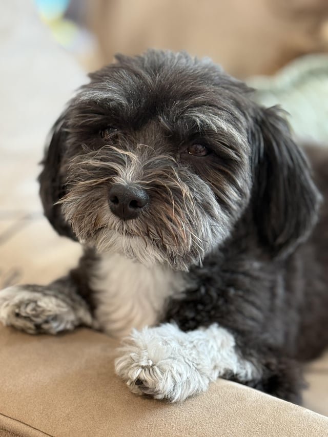Lost dog – Sand Point / Hawthorne