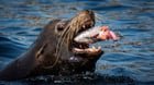 Sea Lions enjoying some Salmon at the Locks yesterday.