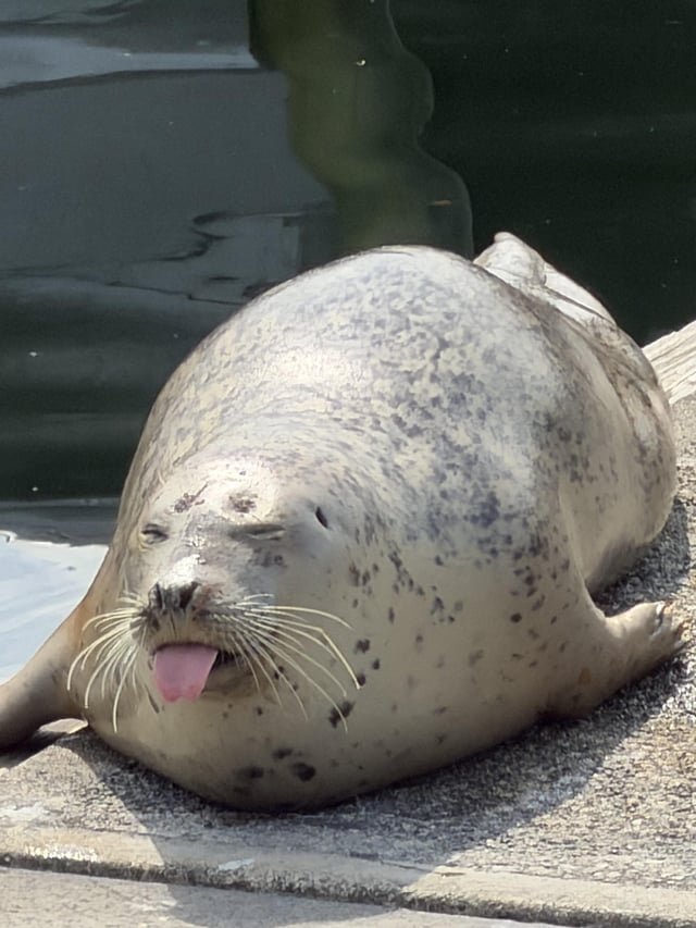 Blep
