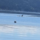 Orca in Hood Canal