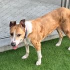 Found Dog near Denny dog park