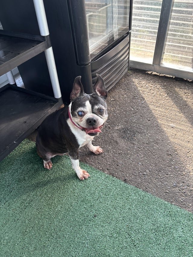 Lost dog – Skyway Grocery Outlet