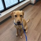 Found dog by Roosevelt Way NE and 50th Ave in U District