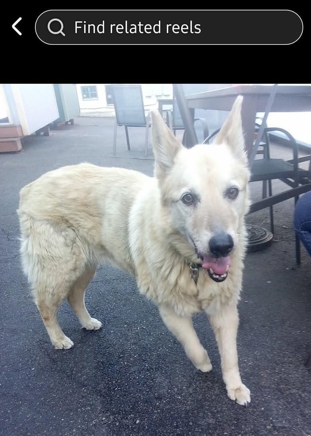 FOUND HUSKY DOG! PCC ON AURORA