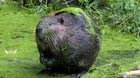Carkeek Beavers. Big and Hungry