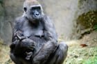 Gorilla Olympia caring for her newly(ish) born son at the Woodland Park Zoo