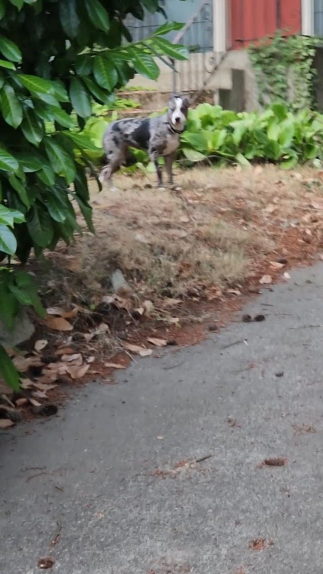 🚨 Found lost dog: she has a collar and has been running in and out of Union Street between 14th Ave and 15th. Currently on the property next to 1130 14th Ave. Haven’t been able to reach anyone in Non-Emergency Line and Seattle Animal Control is closed for the day. She is skittish.