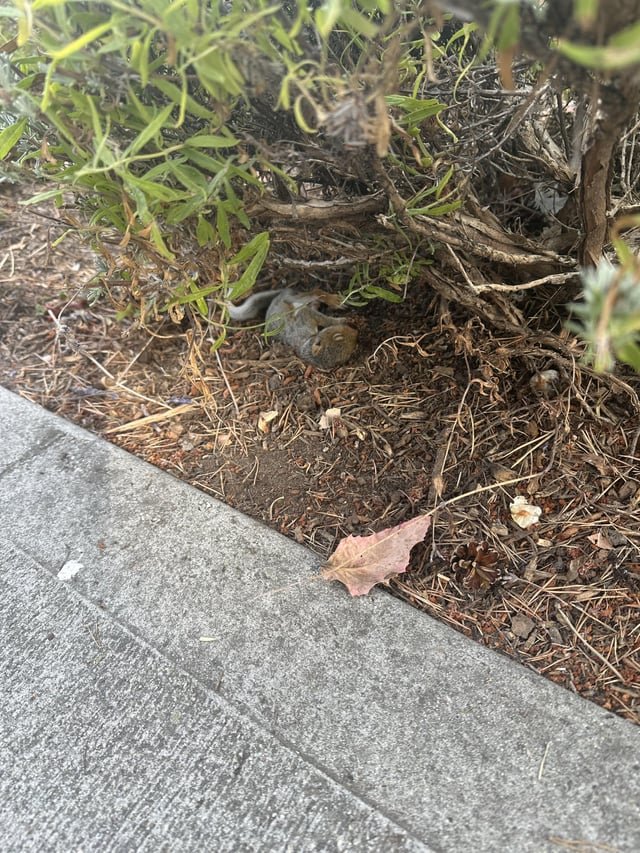 Saving a baby squirrel