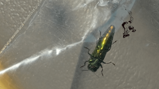‘No silver bullet.’ Invasive beetle that killed 100 million trees found in Washington