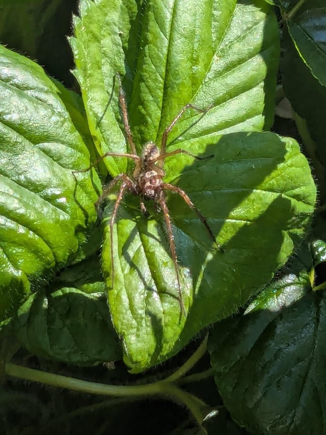 Spidey Season Starting?