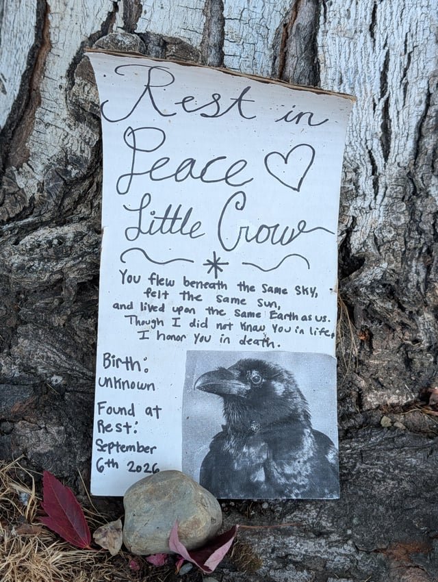 This crow can never again leave Seattle