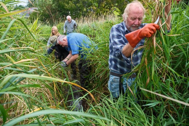 Almost salmon season! ‘Weeding Warriors’ open path to Fauntleroy Creek for spawners