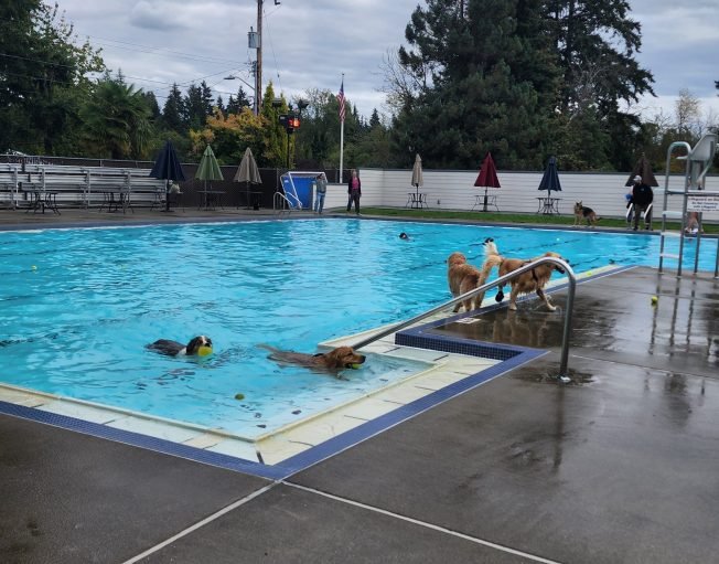 Take your dog swimming! Join the choir! And more … for your West Seattle Tuesday