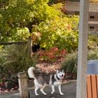 LOST OR DUMPED HUSKY
