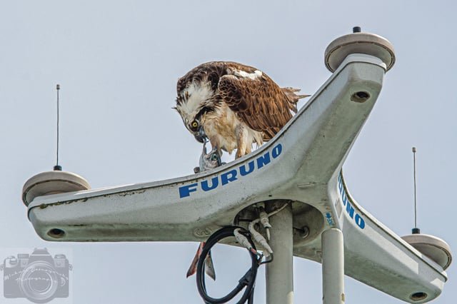 Seattle Sea Hawk munching on a New England Patsy atop the navigation array aboard the Washington State Ferry Tacoma at Colman Dock: