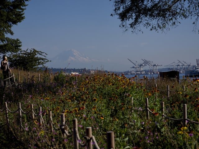 The new Myrtle Edwards Park is spectacular