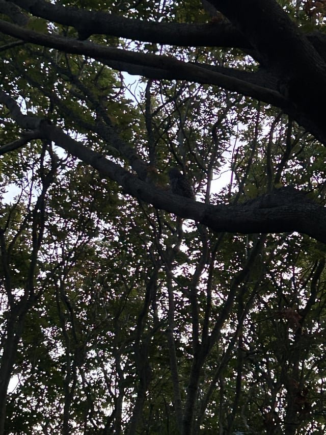 Owl attacked my head in Discovery Park. Twice!