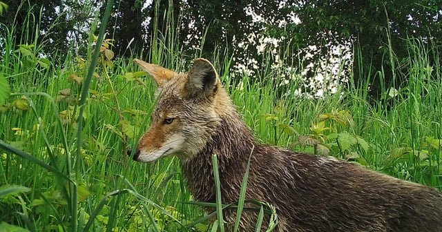UW study suggests more coyotes are living in cities — University of Washington researchers found that coyote density in Seattle was nine times higher than in the wild.