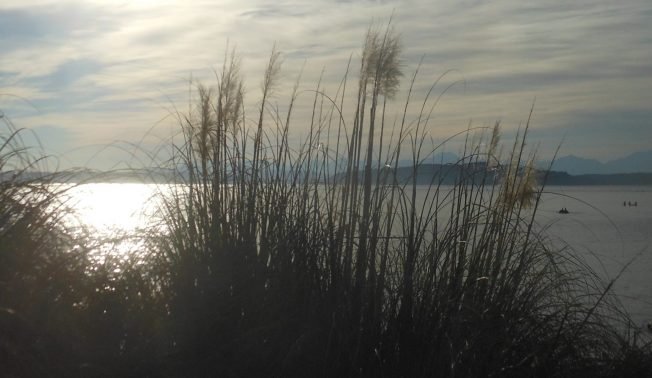 West Seattle Art Walk, Sweet Stroll, ferry meetings, clogging, history, football, more for your Thursday!