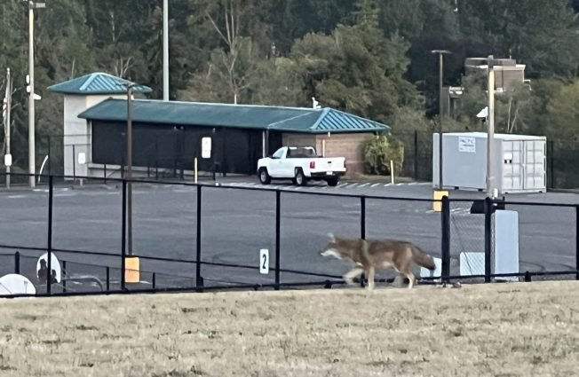 WEST SEATTLE COYOTES: One on the field, another on the bluff