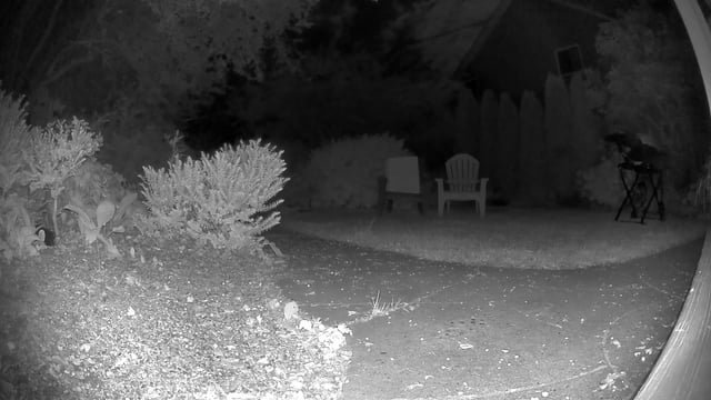 Coyotes in Greenwood