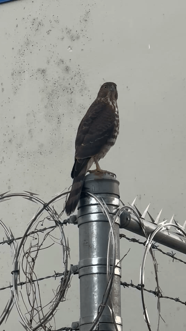 Birders of Seattle what is this bird it looks like a falcon?