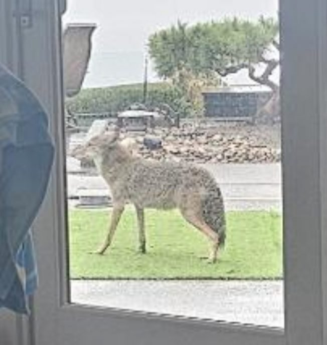 WEST SEATTLE COYOTES: Four more sighting reports