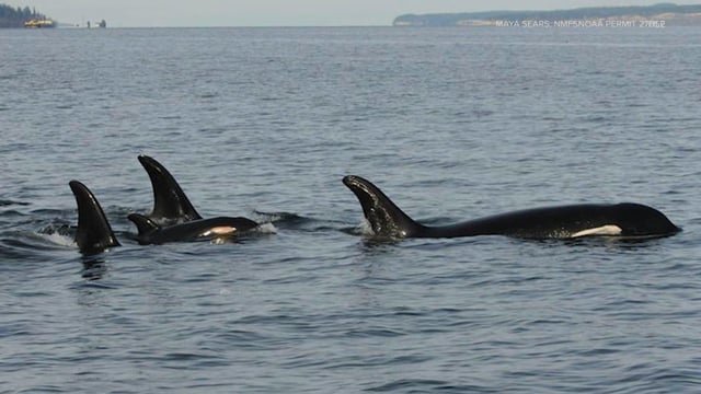 Watch out for orcas over Labor Day weekend, animal advocates urge