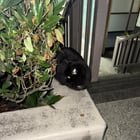 Lost Black Cat