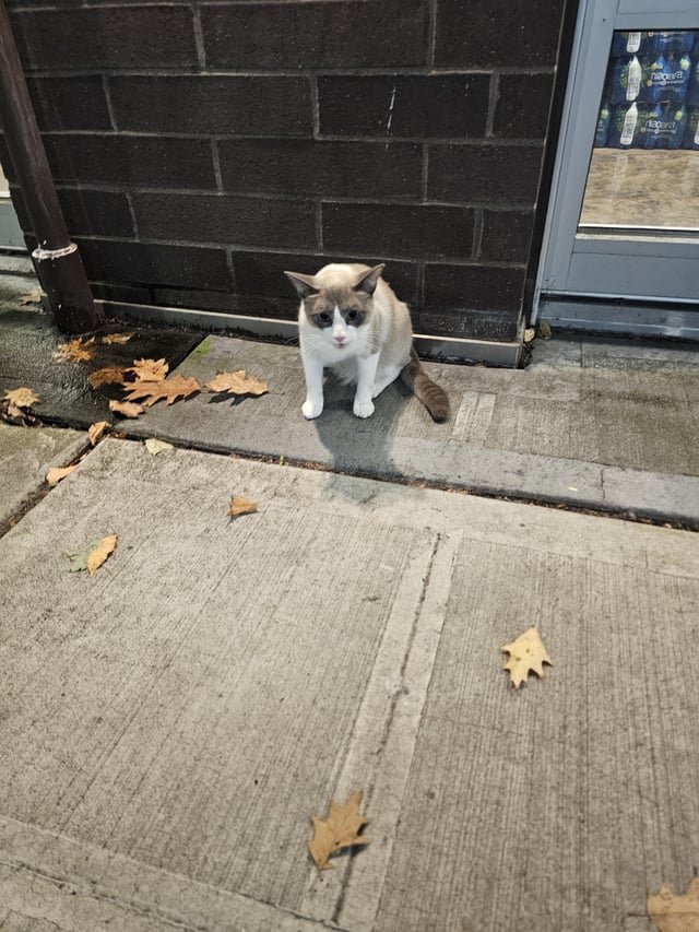 Tan and White Cat Fell Outside of Enclave at Northgate Apartment.
