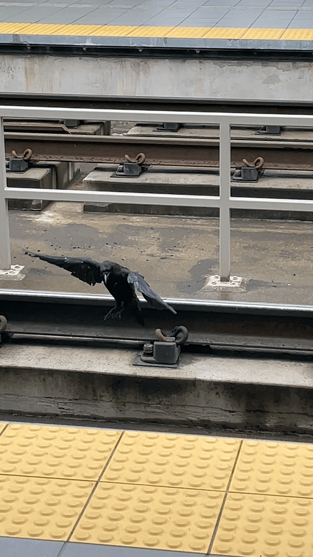 Time for crows to get new clothes!