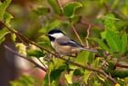 Bird photos from UW today