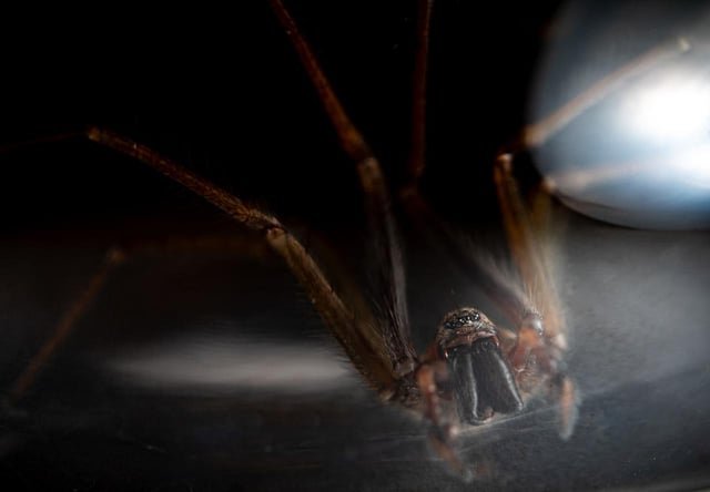 It’s happening again: The Pacific Northwest’s largest spider is seeking love inside our homes