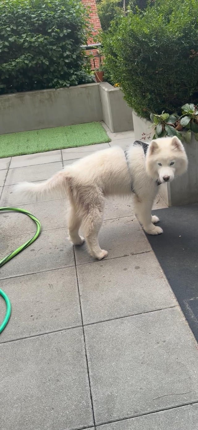 Update on “Lost dog” at apartments by climate pledge