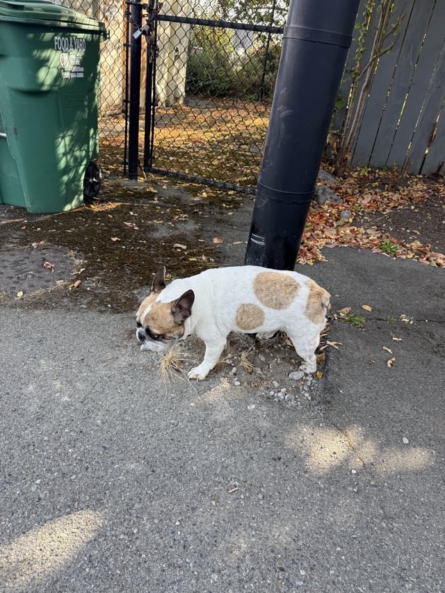 Lost dog with no collar found in Magnolia