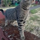 seattle cats (some mine, some not mine)