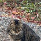 Missing cat near Seward Park?