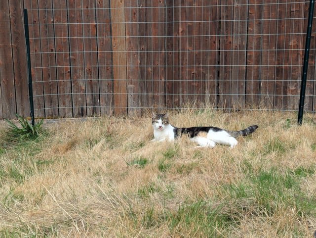 Cat found near lake city